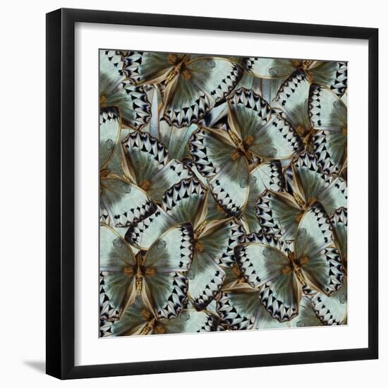 Exotic Grey and Pale Green Background Made of Cambodian Junglequeen Butterflies in the Greatest Des-Super Prin-Framed Photographic Print