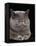 Exotic Grey Cat, Sleeping-Adriano Bacchella-Framed Premier Image Canvas