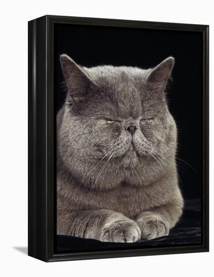 Exotic Grey Cat, Sleeping-Adriano Bacchella-Framed Premier Image Canvas