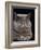 Exotic Grey Cat, Sleeping-Adriano Bacchella-Framed Photographic Print