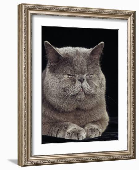 Exotic Grey Cat, Sleeping-Adriano Bacchella-Framed Photographic Print