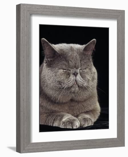 Exotic Grey Cat, Sleeping-Adriano Bacchella-Framed Photographic Print