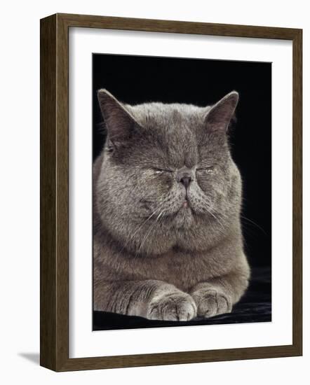 Exotic Grey Cat, Sleeping-Adriano Bacchella-Framed Photographic Print