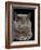 Exotic Grey Cat, Sleeping-Adriano Bacchella-Framed Photographic Print