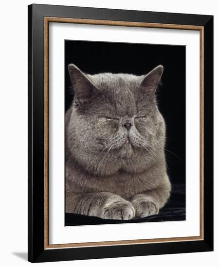 Exotic Grey Cat, Sleeping-Adriano Bacchella-Framed Photographic Print