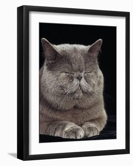 Exotic Grey Cat, Sleeping-Adriano Bacchella-Framed Photographic Print