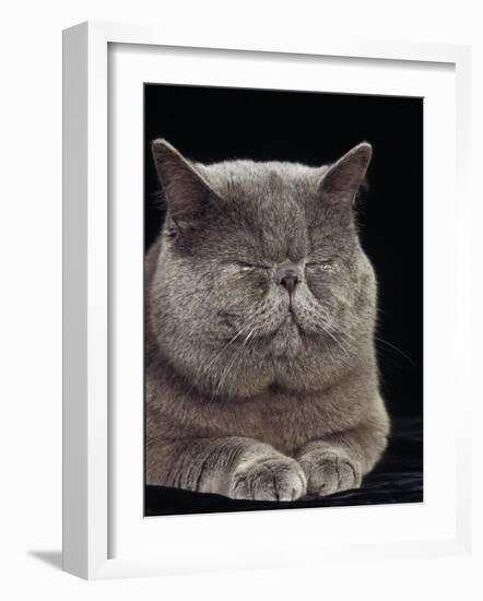 Exotic Grey Cat, Sleeping-Adriano Bacchella-Framed Photographic Print