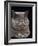 Exotic Grey Cat, Sleeping-Adriano Bacchella-Framed Photographic Print