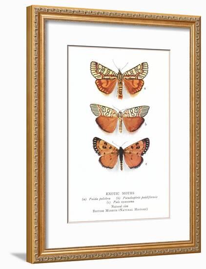 Exotic Moths-null-Framed Art Print