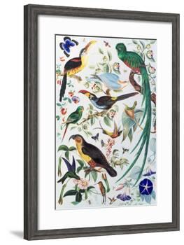 Exotic Parrots, c.1850-John James Audubon-Framed Giclee Print