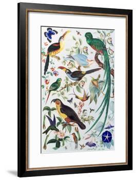 Exotic Parrots, c.1850-John James Audubon-Framed Giclee Print
