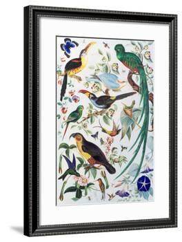 Exotic Parrots, c.1850-John James Audubon-Framed Giclee Print