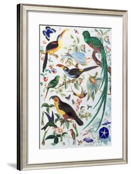 Exotic Parrots, c.1850-John James Audubon-Framed Giclee Print
