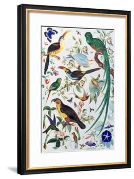 Exotic Parrots, c.1850-John James Audubon-Framed Giclee Print