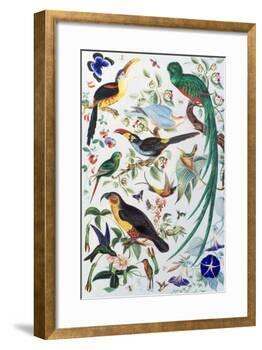 Exotic Parrots, c.1850-John James Audubon-Framed Giclee Print