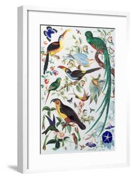 Exotic Parrots, c.1850-John James Audubon-Framed Giclee Print