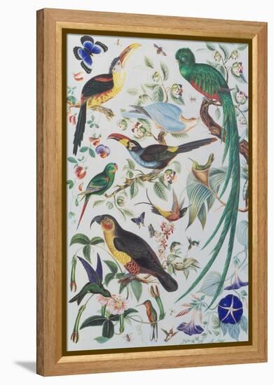 Exotic Parrots, c.1850-John James Audubon-Framed Premier Image Canvas