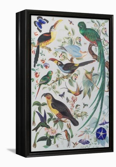 Exotic Parrots, c.1850-John James Audubon-Framed Premier Image Canvas