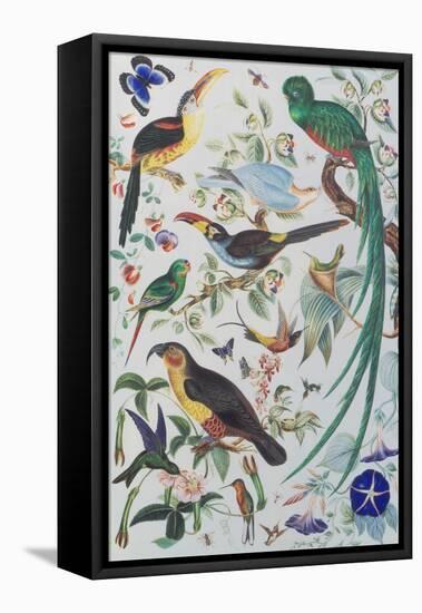 Exotic Parrots, c.1850-John James Audubon-Framed Premier Image Canvas