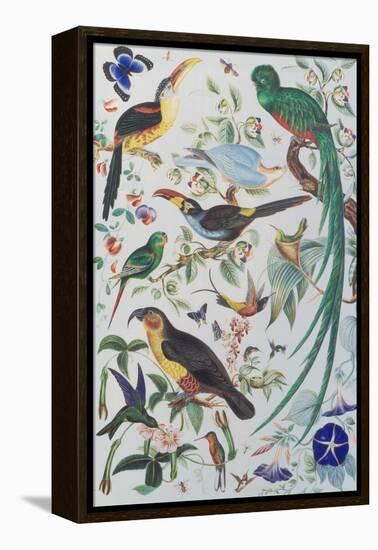 Exotic Parrots, c.1850-John James Audubon-Framed Premier Image Canvas