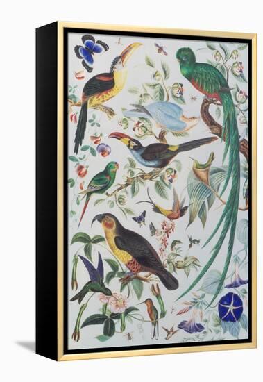 Exotic Parrots, c.1850-John James Audubon-Framed Premier Image Canvas