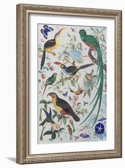 Exotic Parrots, c.1850-John James Audubon-Framed Giclee Print