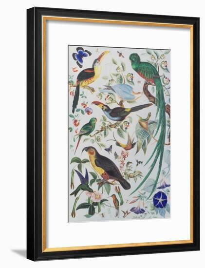 Exotic Parrots, c.1850-John James Audubon-Framed Giclee Print