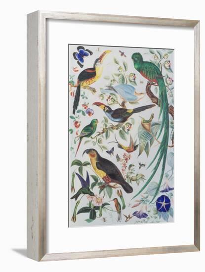Exotic Parrots, c.1850-John James Audubon-Framed Giclee Print