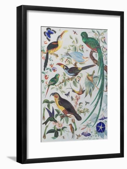 Exotic Parrots, c.1850-John James Audubon-Framed Giclee Print