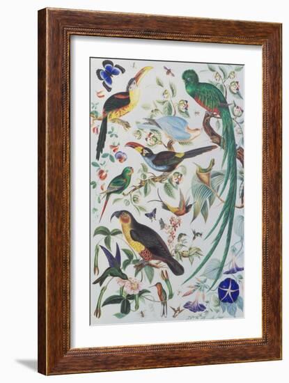 Exotic Parrots, c.1850-John James Audubon-Framed Giclee Print