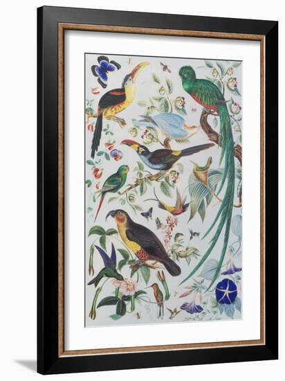 Exotic Parrots, c.1850-John James Audubon-Framed Giclee Print