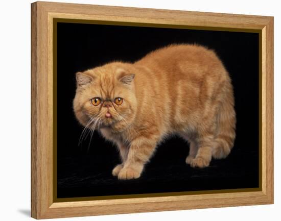 Exotic Red Cat, Portrait-Adriano Bacchella-Framed Premier Image Canvas