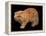 Exotic Red Cat, Portrait-Adriano Bacchella-Framed Premier Image Canvas