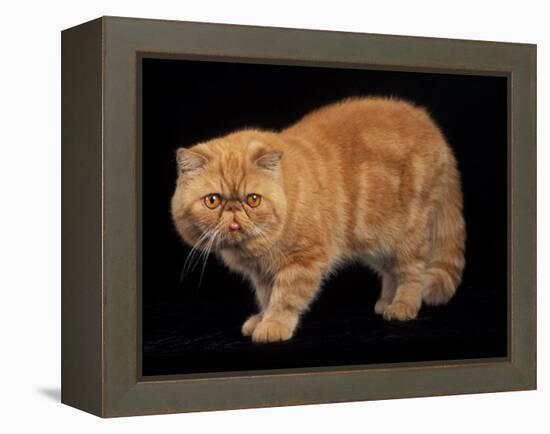 Exotic Red Cat, Portrait-Adriano Bacchella-Framed Premier Image Canvas