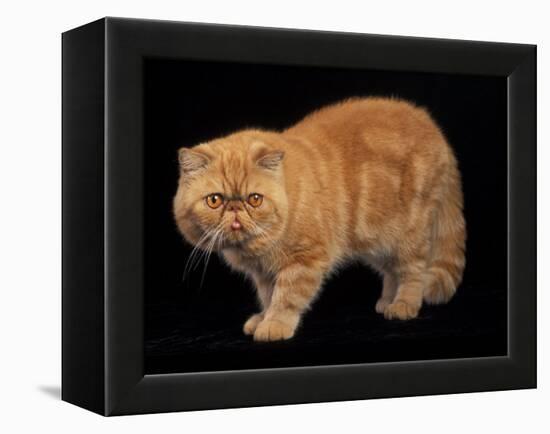 Exotic Red Cat, Portrait-Adriano Bacchella-Framed Premier Image Canvas