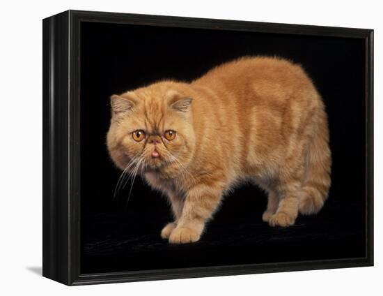 Exotic Red Cat, Portrait-Adriano Bacchella-Framed Premier Image Canvas