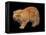 Exotic Red Cat, Portrait-Adriano Bacchella-Framed Premier Image Canvas