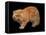 Exotic Red Cat, Portrait-Adriano Bacchella-Framed Premier Image Canvas