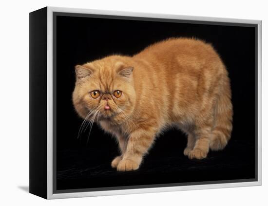 Exotic Red Cat, Portrait-Adriano Bacchella-Framed Premier Image Canvas