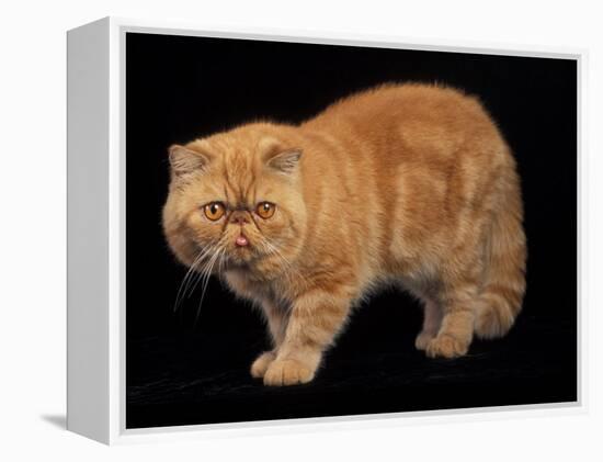 Exotic Red Cat, Portrait-Adriano Bacchella-Framed Premier Image Canvas