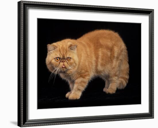 Exotic Red Cat, Portrait-Adriano Bacchella-Framed Photographic Print