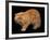 Exotic Red Cat, Portrait-Adriano Bacchella-Framed Photographic Print