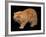 Exotic Red Cat, Portrait-Adriano Bacchella-Framed Photographic Print