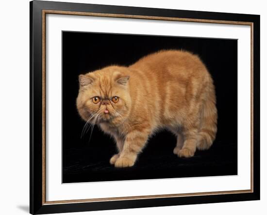 Exotic Red Cat, Portrait-Adriano Bacchella-Framed Photographic Print