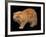 Exotic Red Cat, Portrait-Adriano Bacchella-Framed Photographic Print