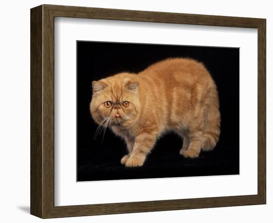 Exotic Red Cat, Portrait-Adriano Bacchella-Framed Photographic Print