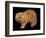 Exotic Red Cat, Portrait-Adriano Bacchella-Framed Photographic Print