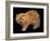 Exotic Red Cat, Portrait-Adriano Bacchella-Framed Photographic Print