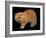 Exotic Red Cat, Portrait-Adriano Bacchella-Framed Photographic Print