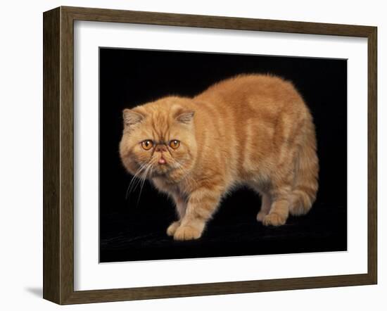 Exotic Red Cat, Portrait-Adriano Bacchella-Framed Photographic Print